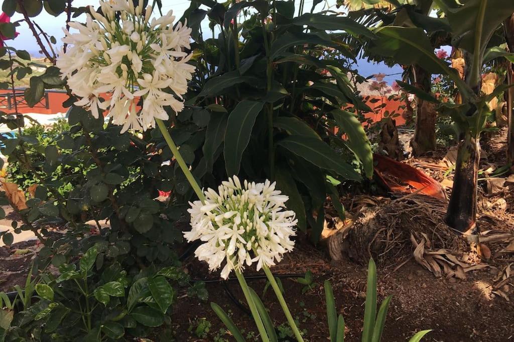 Finca La Romera La Orotava Buitenkant foto